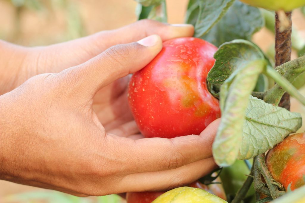 Corso Haccp Manipolazione Alimenti